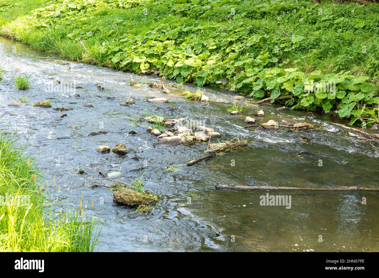 Beautiful shot of a river in a forest during the day Stock Photo - Alamy
