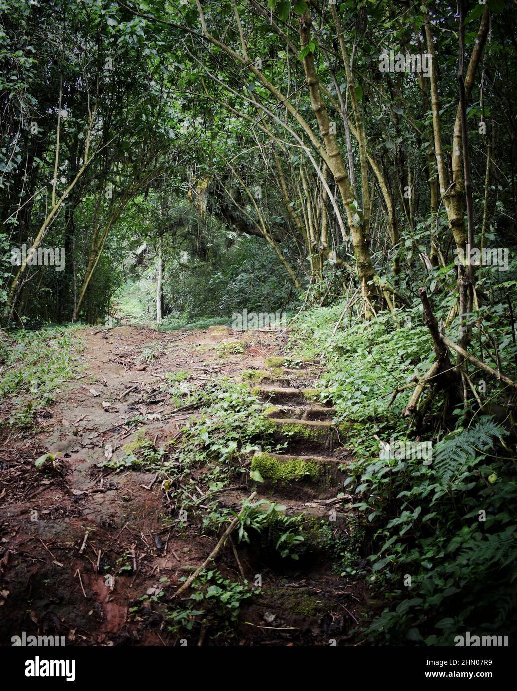 Mau Forest in the Rift Valley of Kenya Stock Photo - Alamy