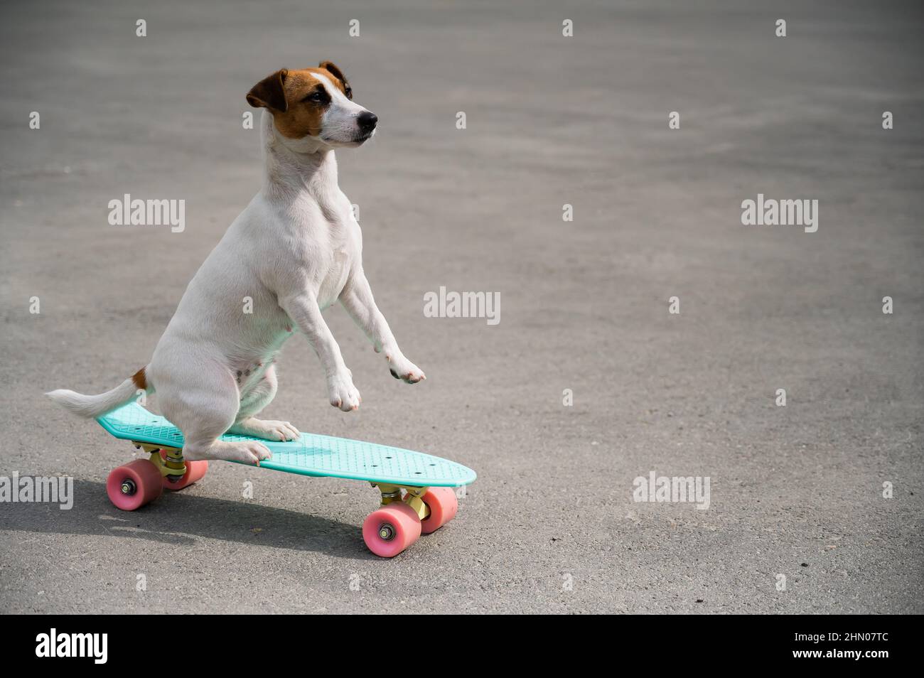 Transplanteren Middag eten Ideaal Skateboard dog skateboarding hi-res stock photography and images - Page 2 -  Alamy