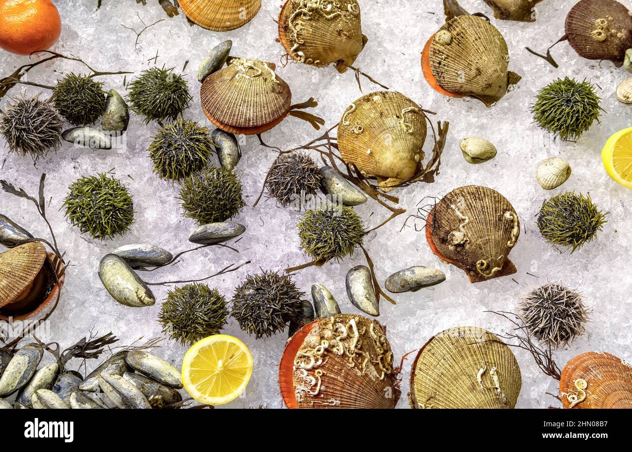 Assorted fresh raw seafoods (Oyster, Sea Urchin, Mussels and Scallops