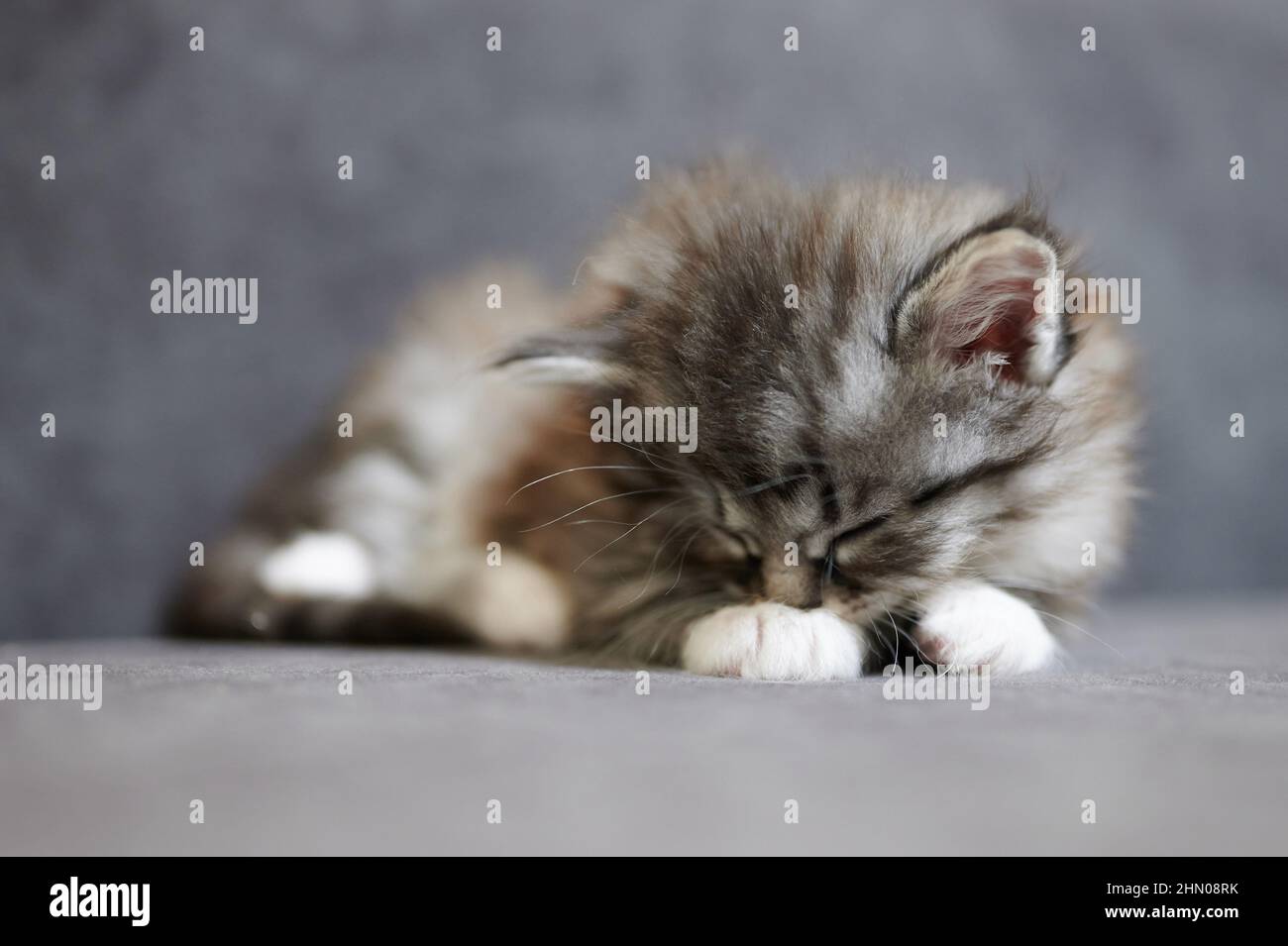 Fluffy gray kitty sleep on soft sofa surface close up view Stock Photo
