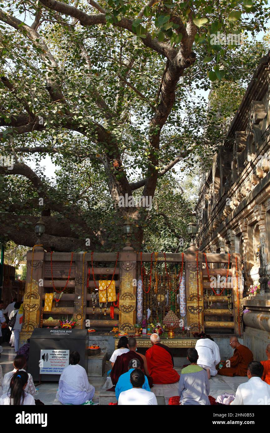 Pilgrims praying to Buddha, gathered around the sacred Bodhi Tree at Mahabodhi Temple, in Bodhgaya, Bihar state, India Stock Photo