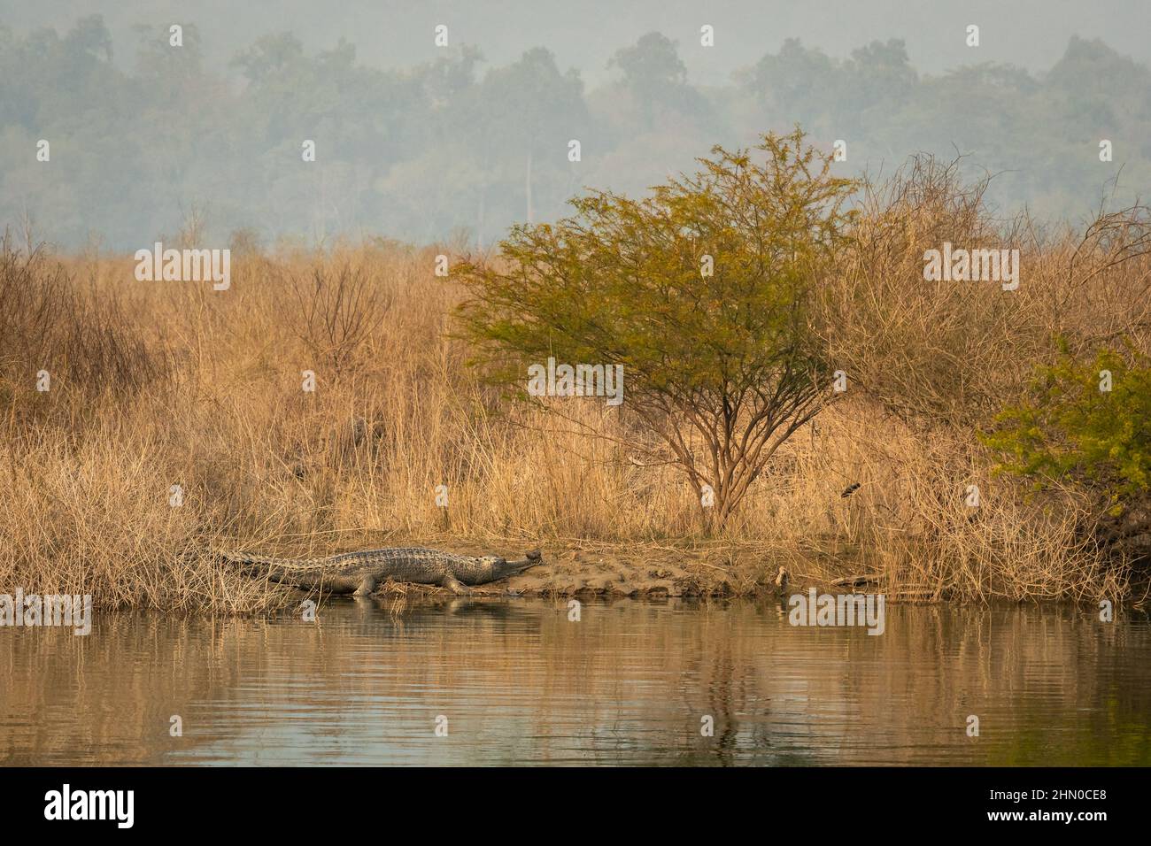 mature Gharial or Gavialis gangeticus in natural scenic background basking in winter season near ramganga river shore at dhikala zone of jim corbett Stock Photo
