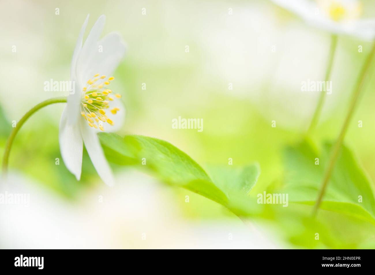 Close-up of windflower / wood anemone (Anemone nemorosa). Focus on flower stamen. Shallow depth of field. Stock Photo