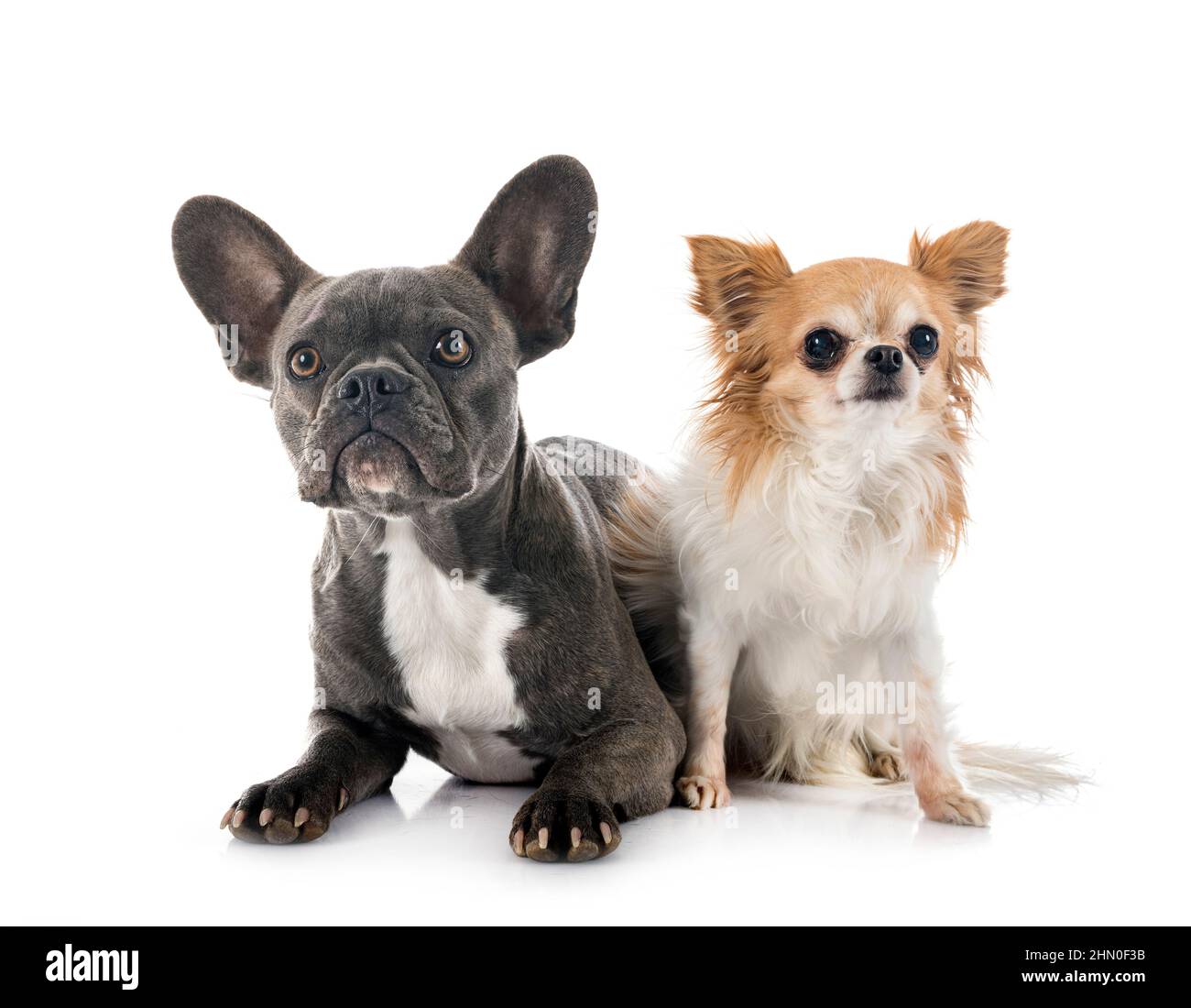 french bulldog and chihuahua in front of white background Stock Photo ...