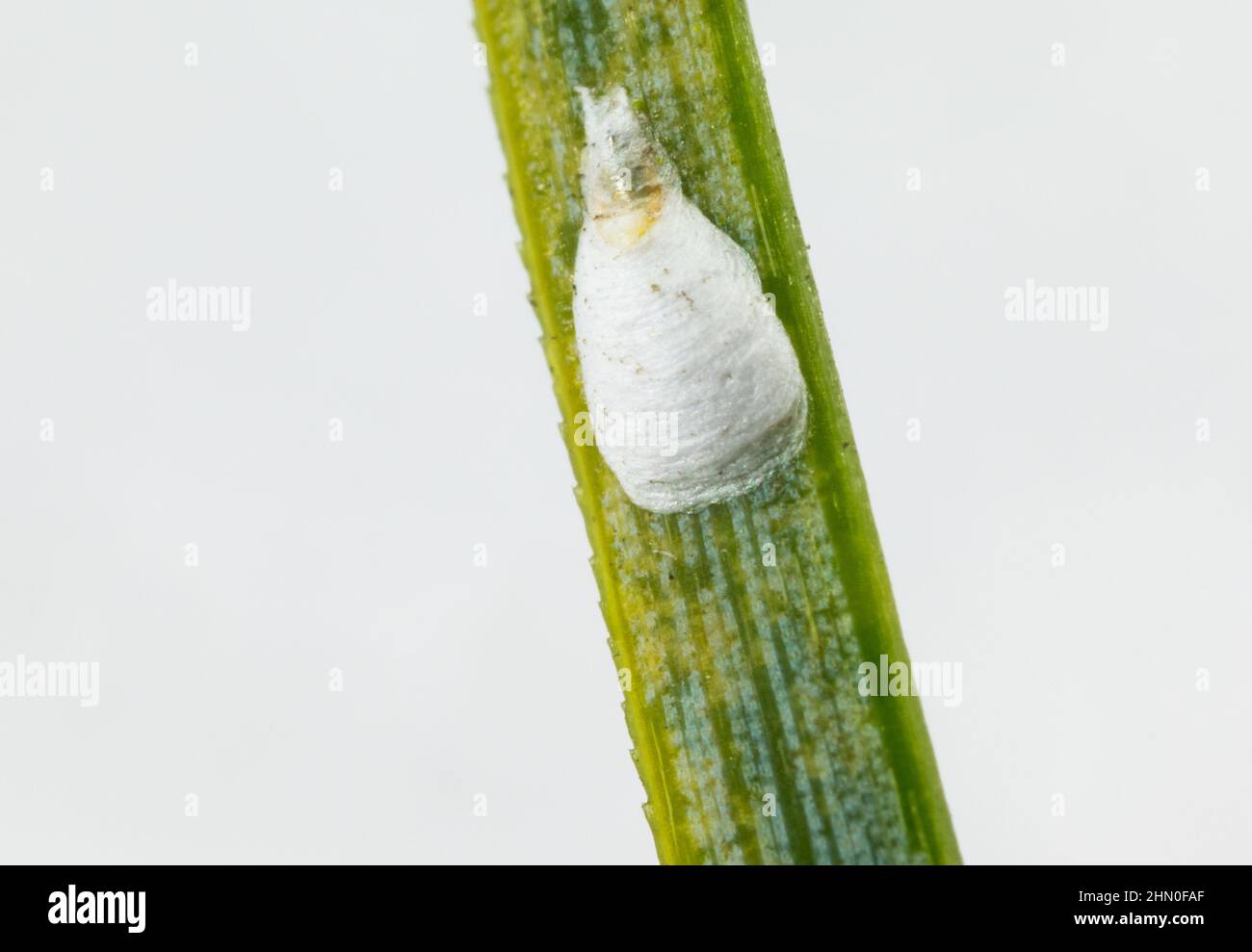 Overwintering pine needle scale insect eggs (Chionaspis pinifoliae) Stock Photo
