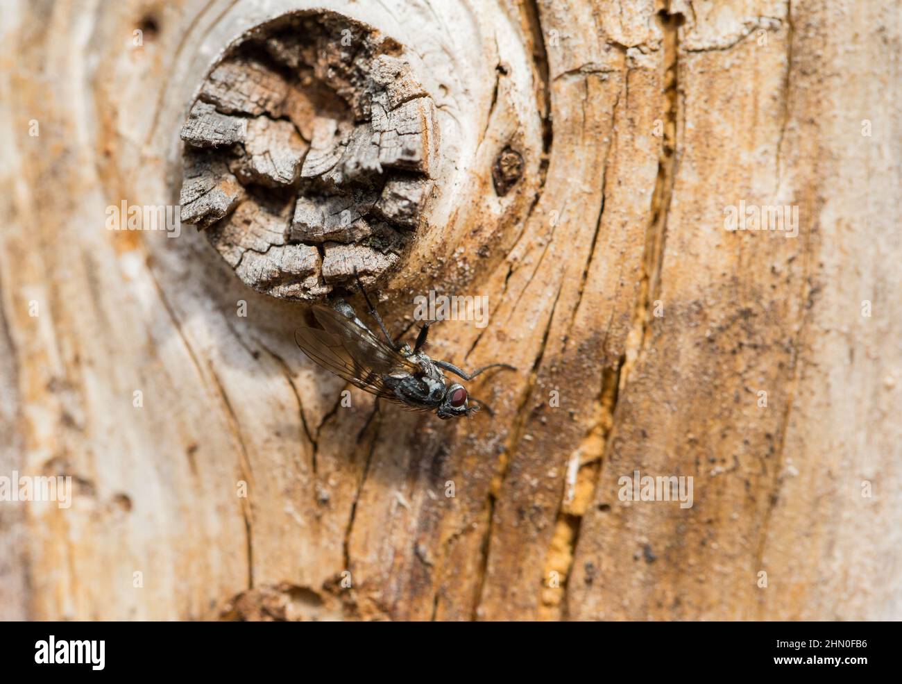 Root maggot fly (Eustalomyia sp) laying eggs Stock Photo Alamy