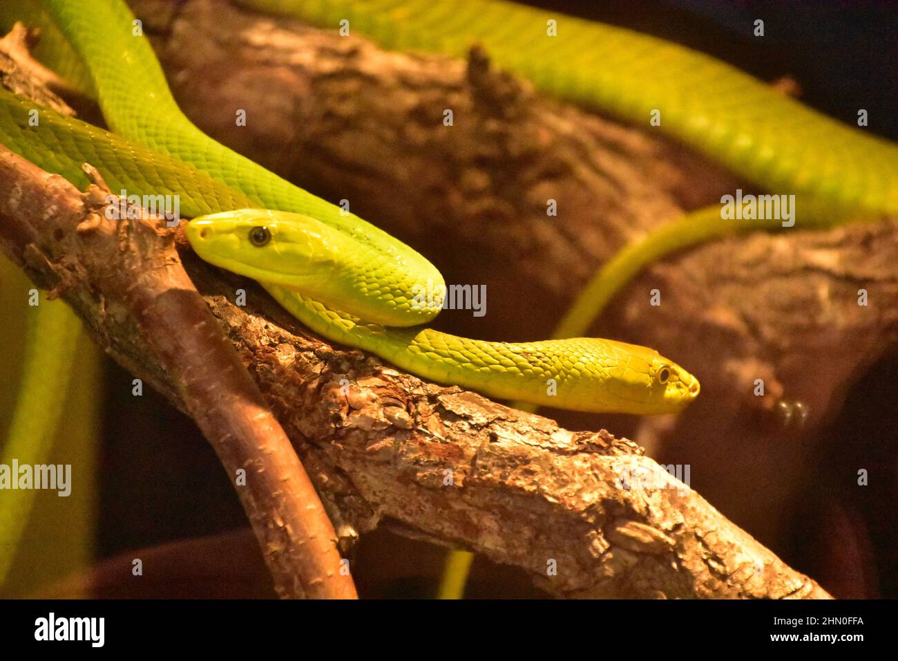 Deadly green mamba tree snakes coiled together in a tree. Stock Photo