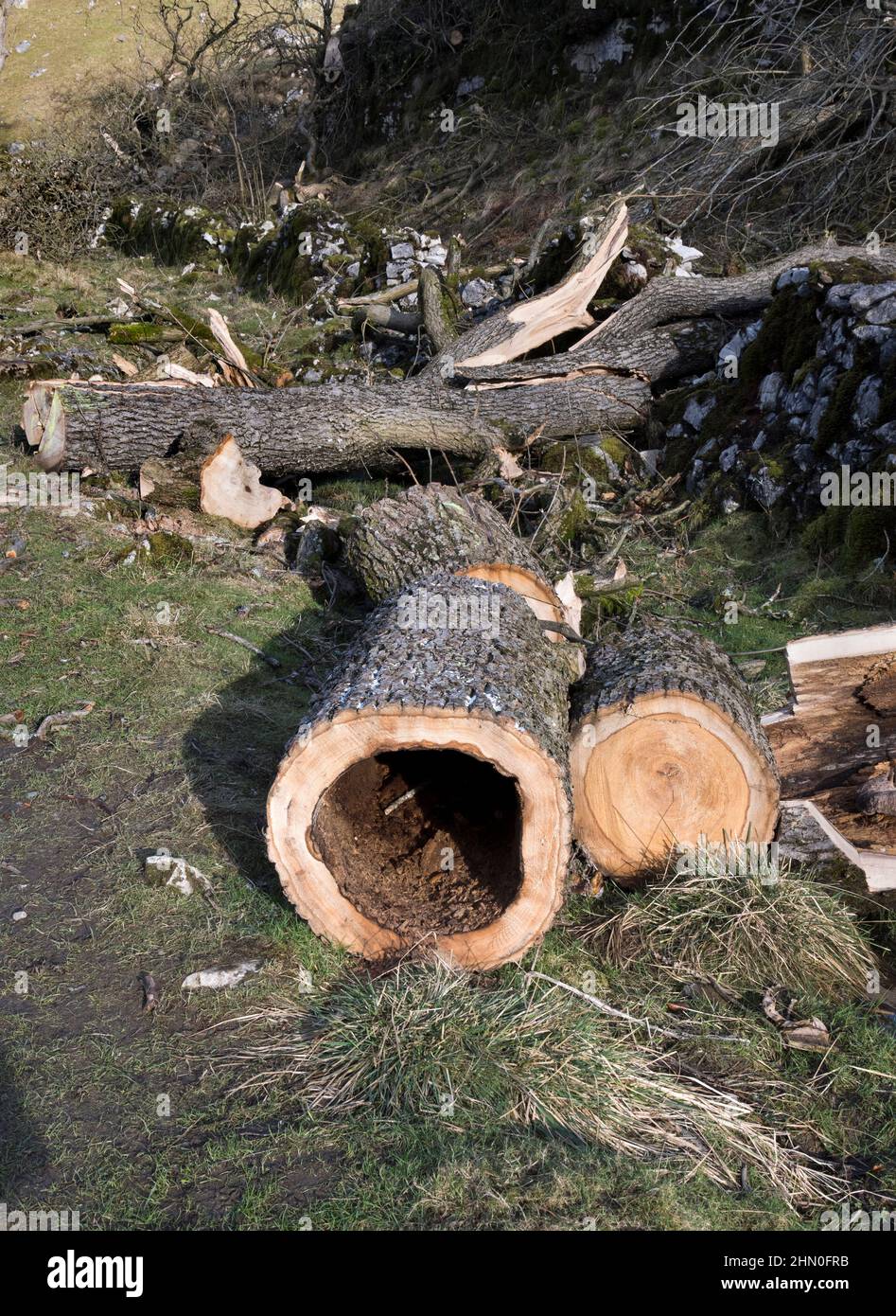 Ash trees felled due to Ash dieback (Hymenoscyphus fraxineus), Clapdale, Clapham, North Yorkshire, UK Stock Photo