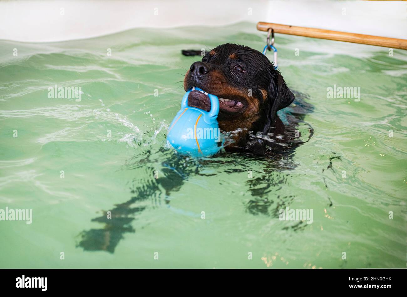 Are Rottweilers Good Swimmers