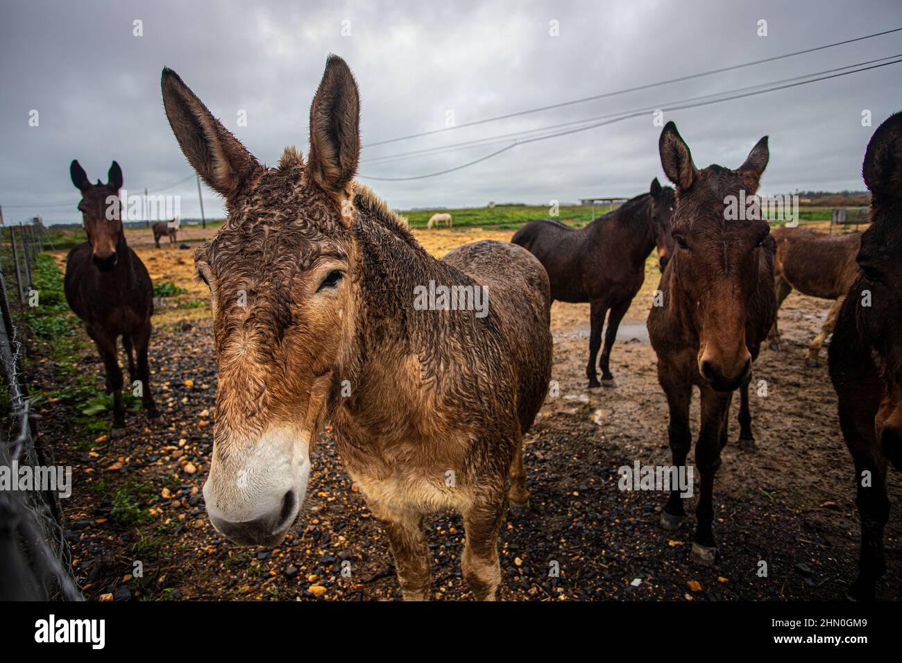 muli, donkey, breeding, Spain Stock Photo Alamy