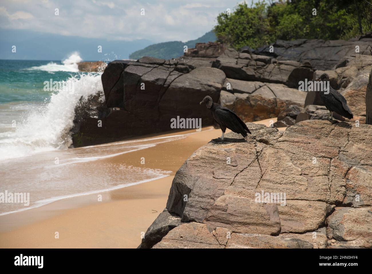 Two Vultures Hi-res Stock Photography And Images - Alamy