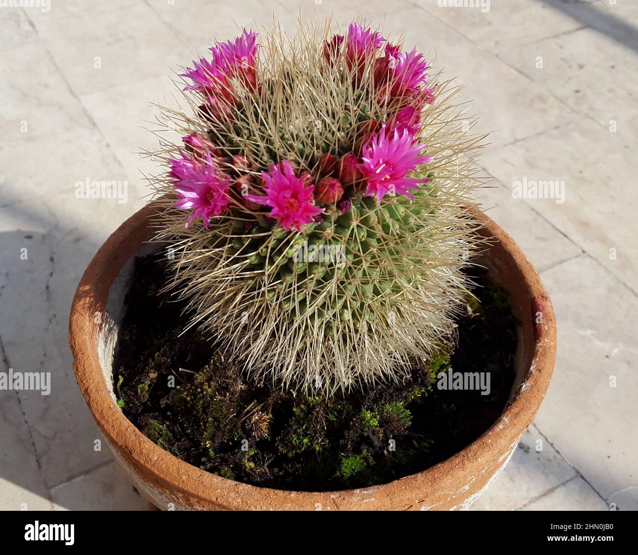 The cactus is a member of the plant family Cactaceae Stock Photo - Alamy