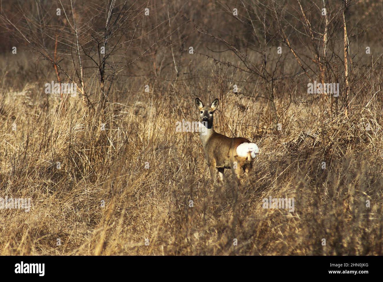 Roe deer (Capreolus capreolus) in the grassland of Ukraine. Stock Photo