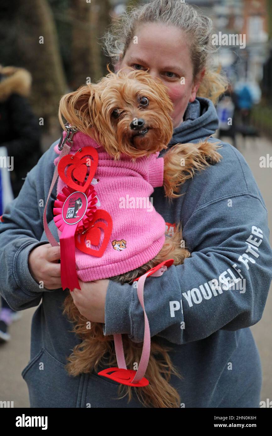 London, UK. 13th Feb, 2022. Phoebe the Yorkshire Terrier in her pink jumper with hearts and owner Tracy at the All Dogs Matter Valentine Dog Walk, Hampstead, London. Dogs and their owners, many dressed for Valentine's Day, gathered at the Garden Gate pub in Hampstead before embarking on the annual fund-raising walk across Hampstead Heath for dog rescue and re-homing charity All Dogs Matter. Despite a large number of dogs, they were all very well behaved and very good boys. and girls! Credit: Paul Brown/Alamy Live News Stock Photo