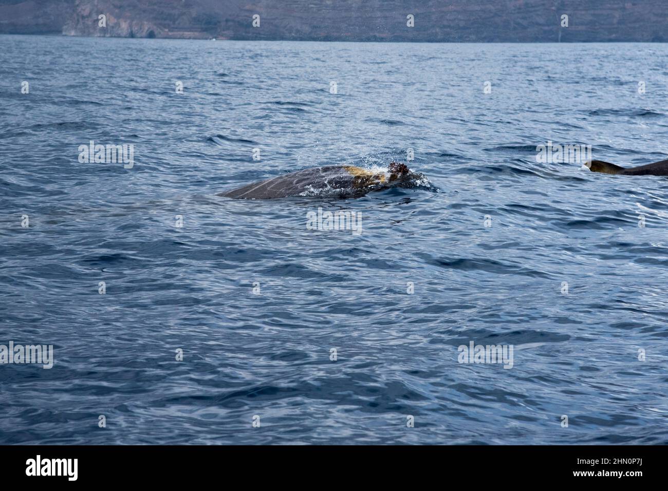 Blainville's beaked whale swimming off the south coast of La Gomera in the Canary Islands. Stock Photo