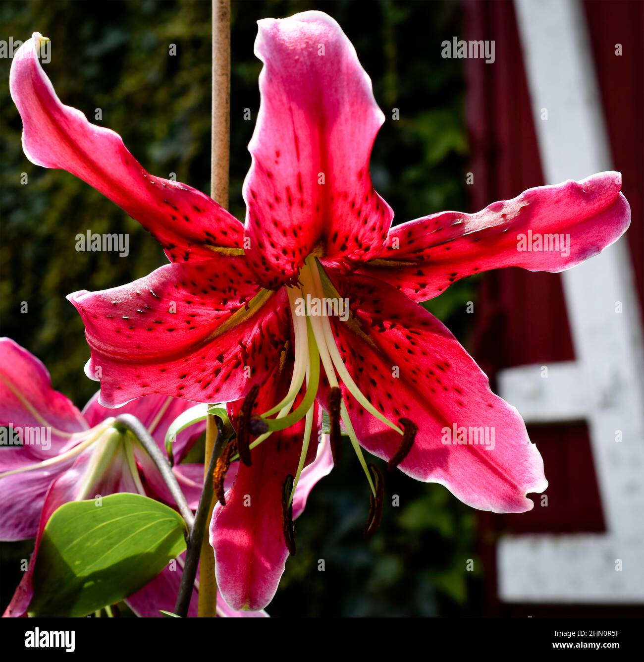 Lilium Miss Feya Stock Photo - Alamy