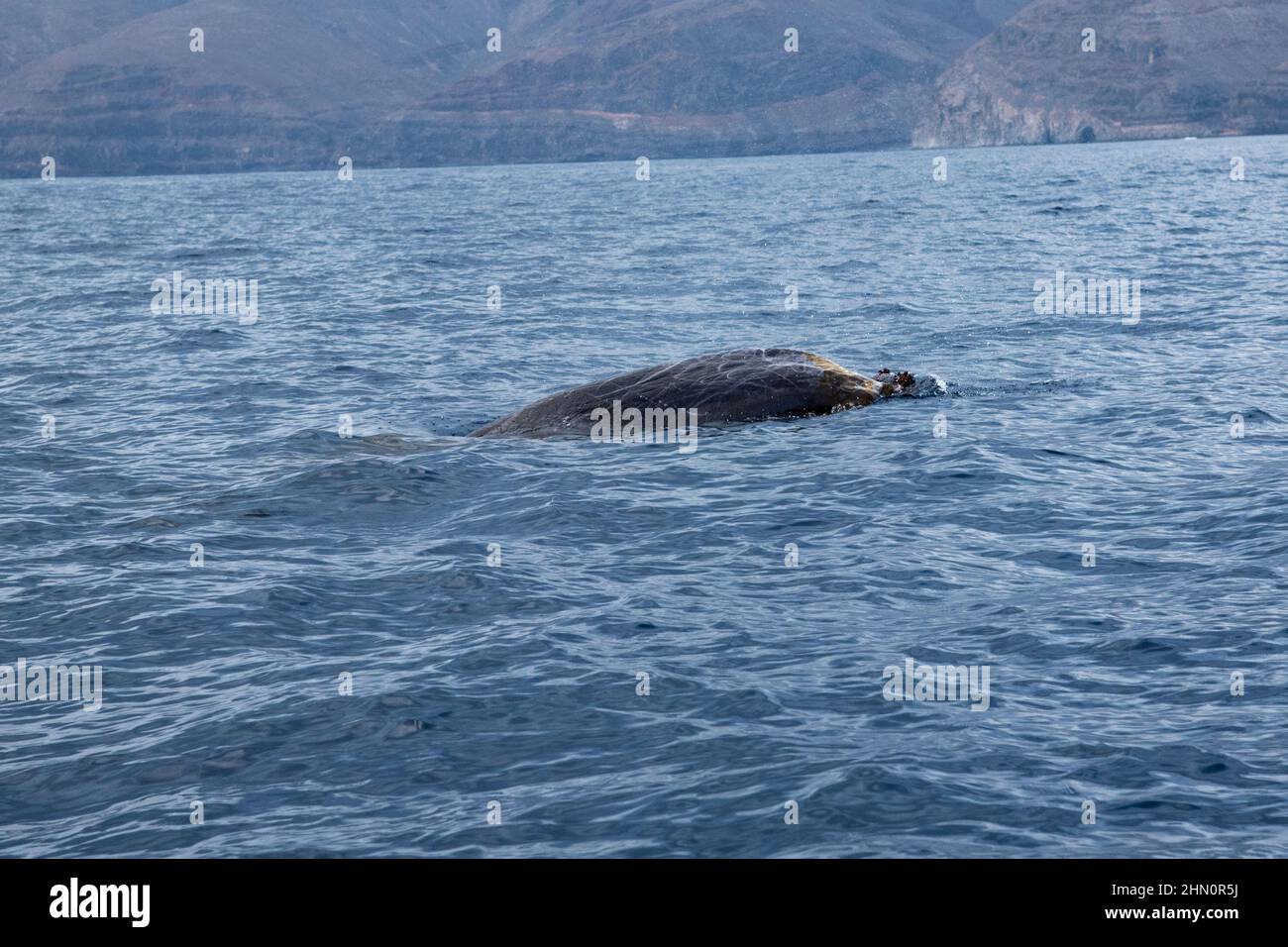 Blainville's beaked whale swimming off the south coast of La Gomera in the Canary Islands. Stock Photo