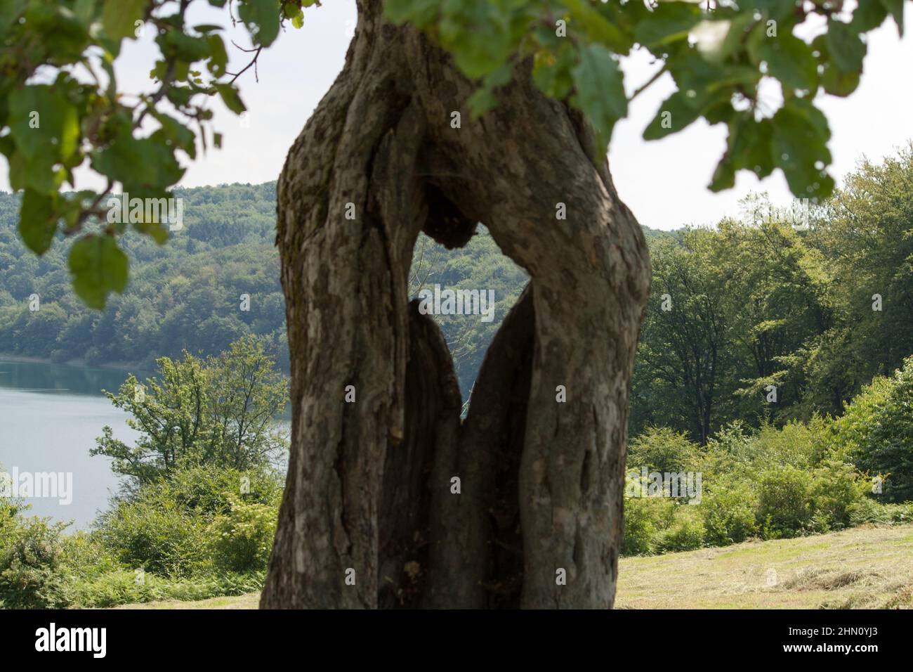 A hole in the shape of a heart in a tree Stock Photo