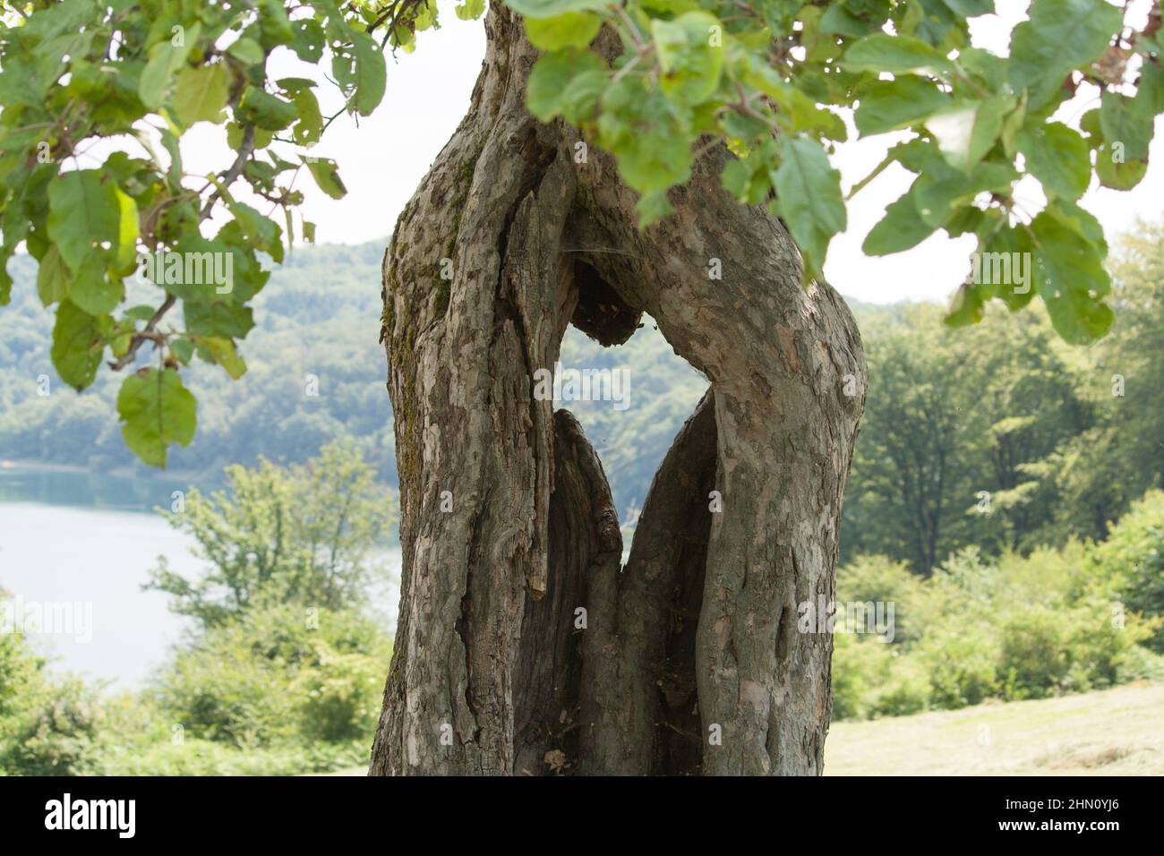 A hole in the shape of a heart in a tree Stock Photo