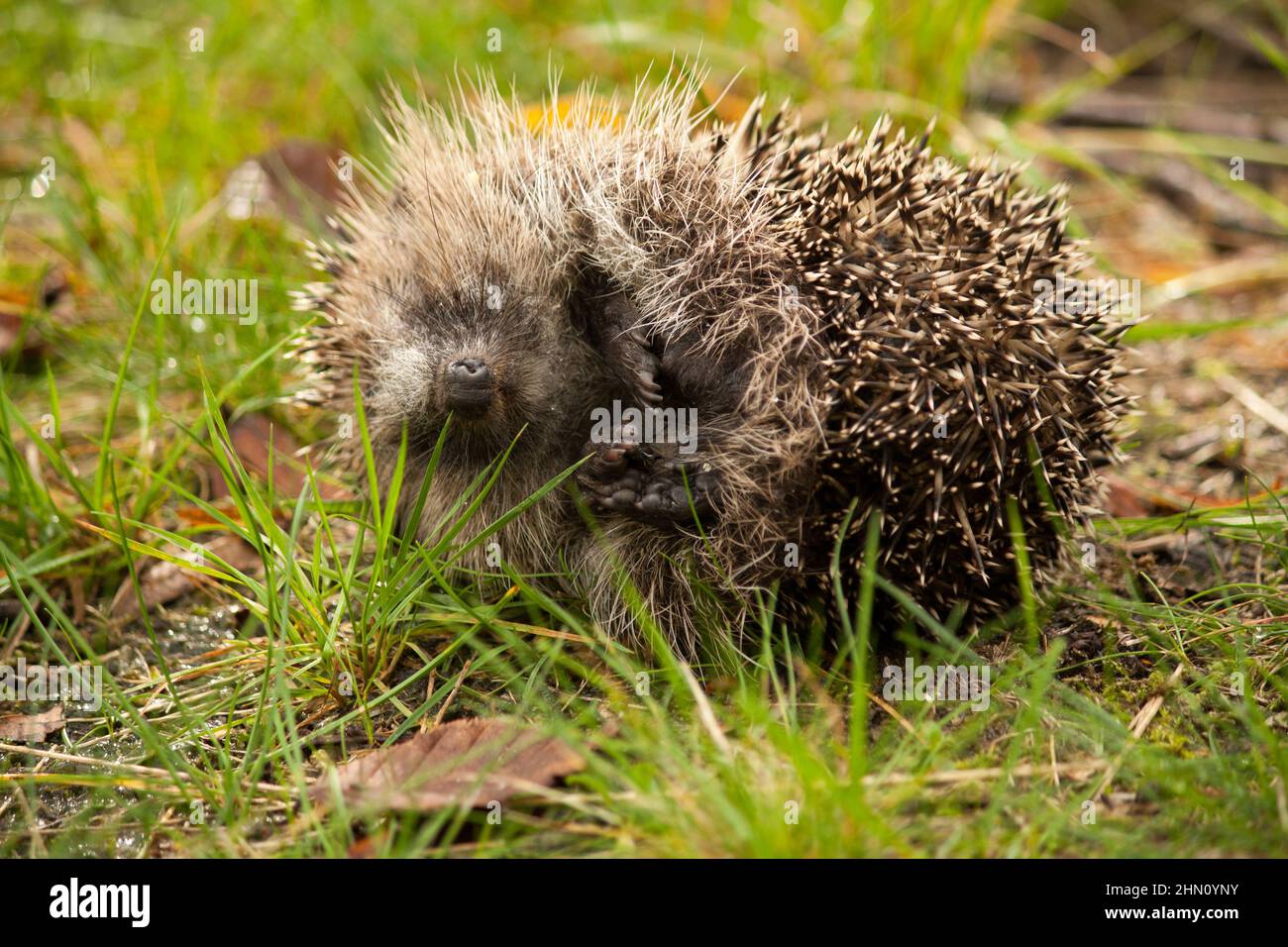 a dead hedgehog laying sideways in the grass Stock Photo