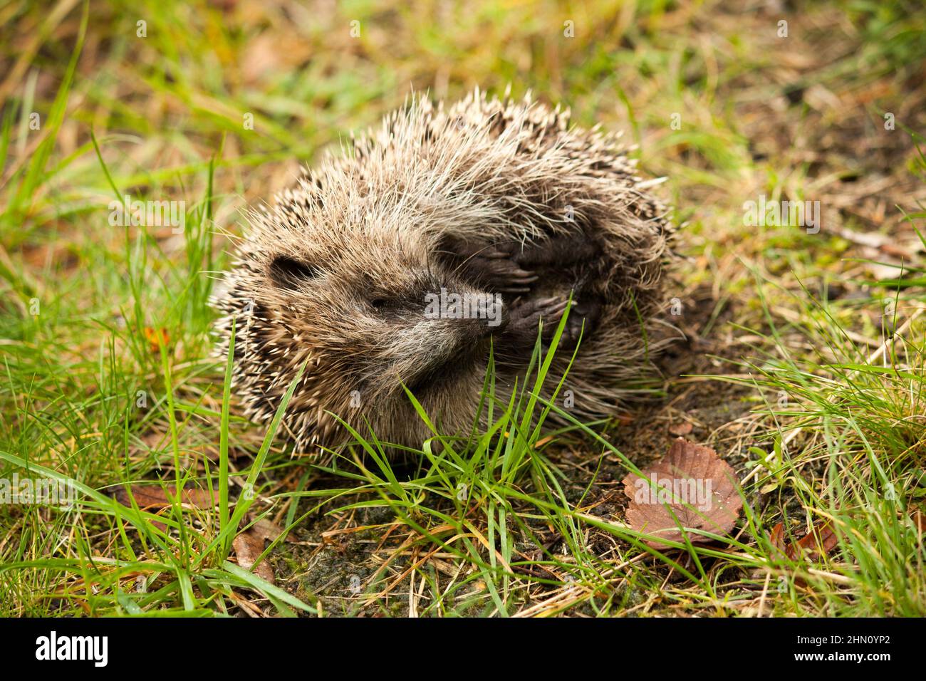 a dead hedgehog laying sideways in the grass Stock Photo