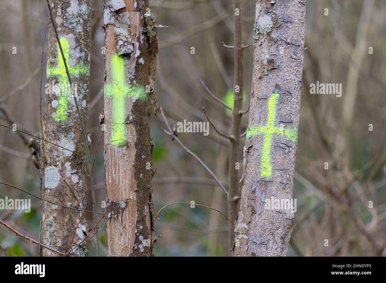Tree markings painted cross hires stock photography and images Alamy