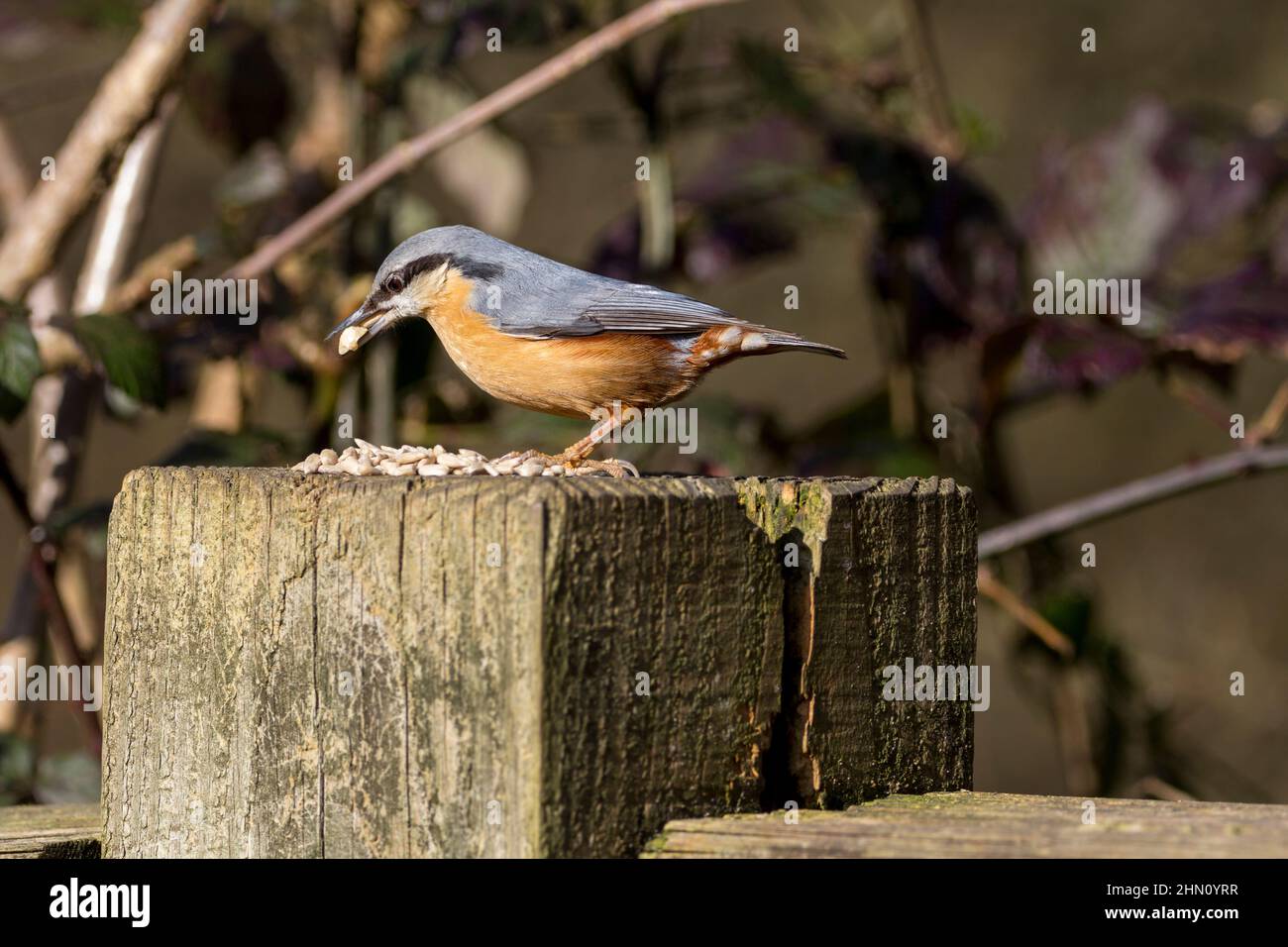 Nuthatch Sitta europaea Blue grey upperparts black eye stripe white cheeks and orange buff underparts chisel like bill short tail on post with seed Stock Photo