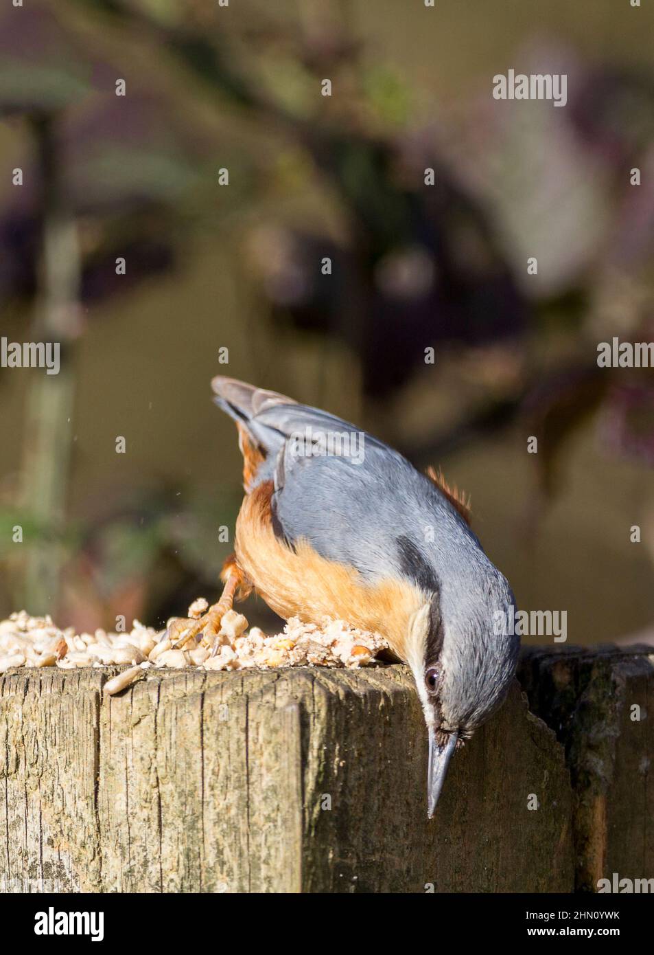 Nuthatch Sitta europaea Blue grey upperparts black eye stripe white cheeks and orange buff underparts chisel like bill short tail on post with seed Stock Photo