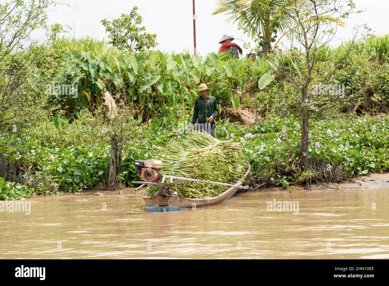 Water hyacinth harvesting hires stock photography and images Alamy