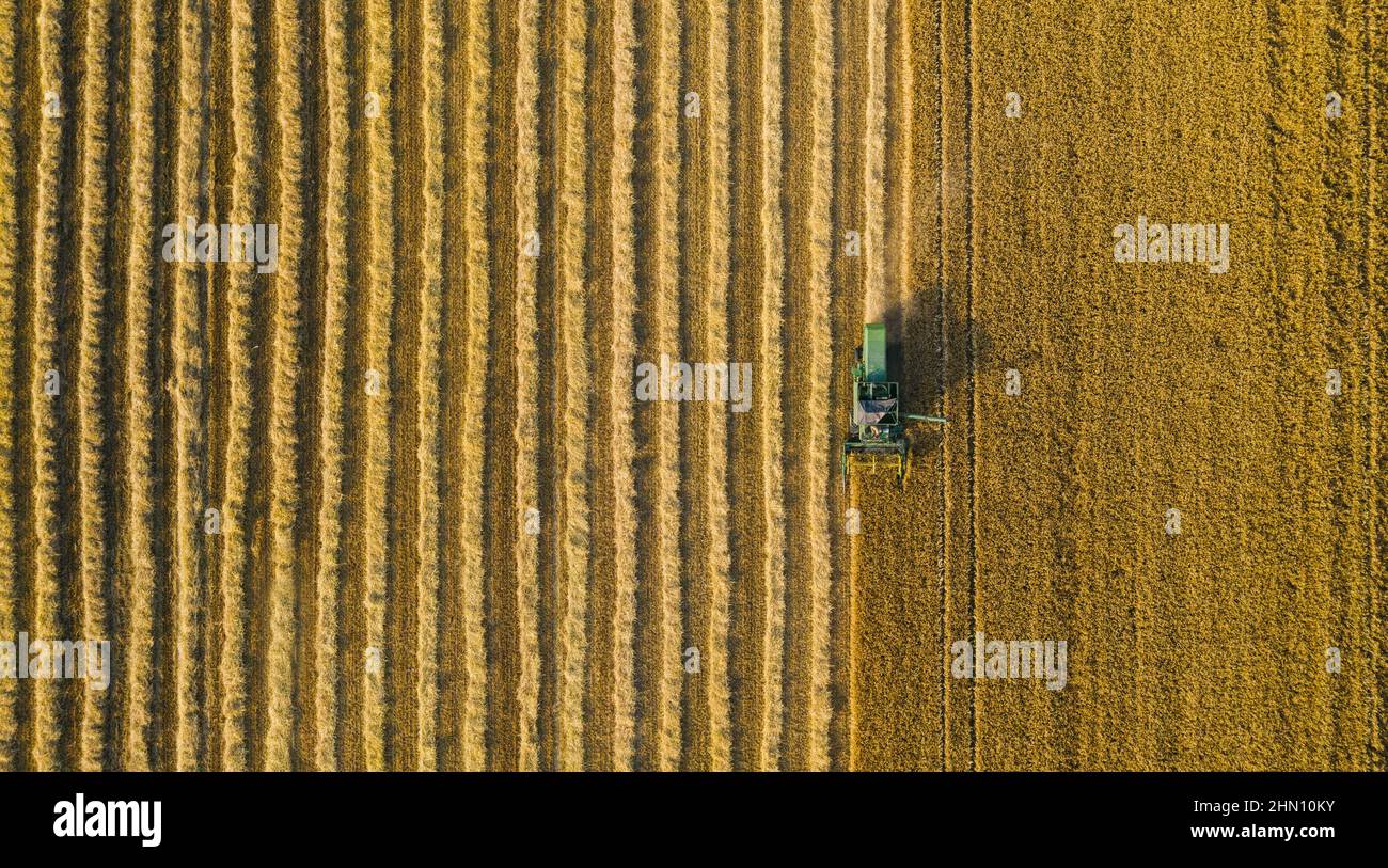 Combine harvester of an agricultural machine collects ripe golden wheat on the field. Drone Shot. copyspace for your individual text Stock Photo