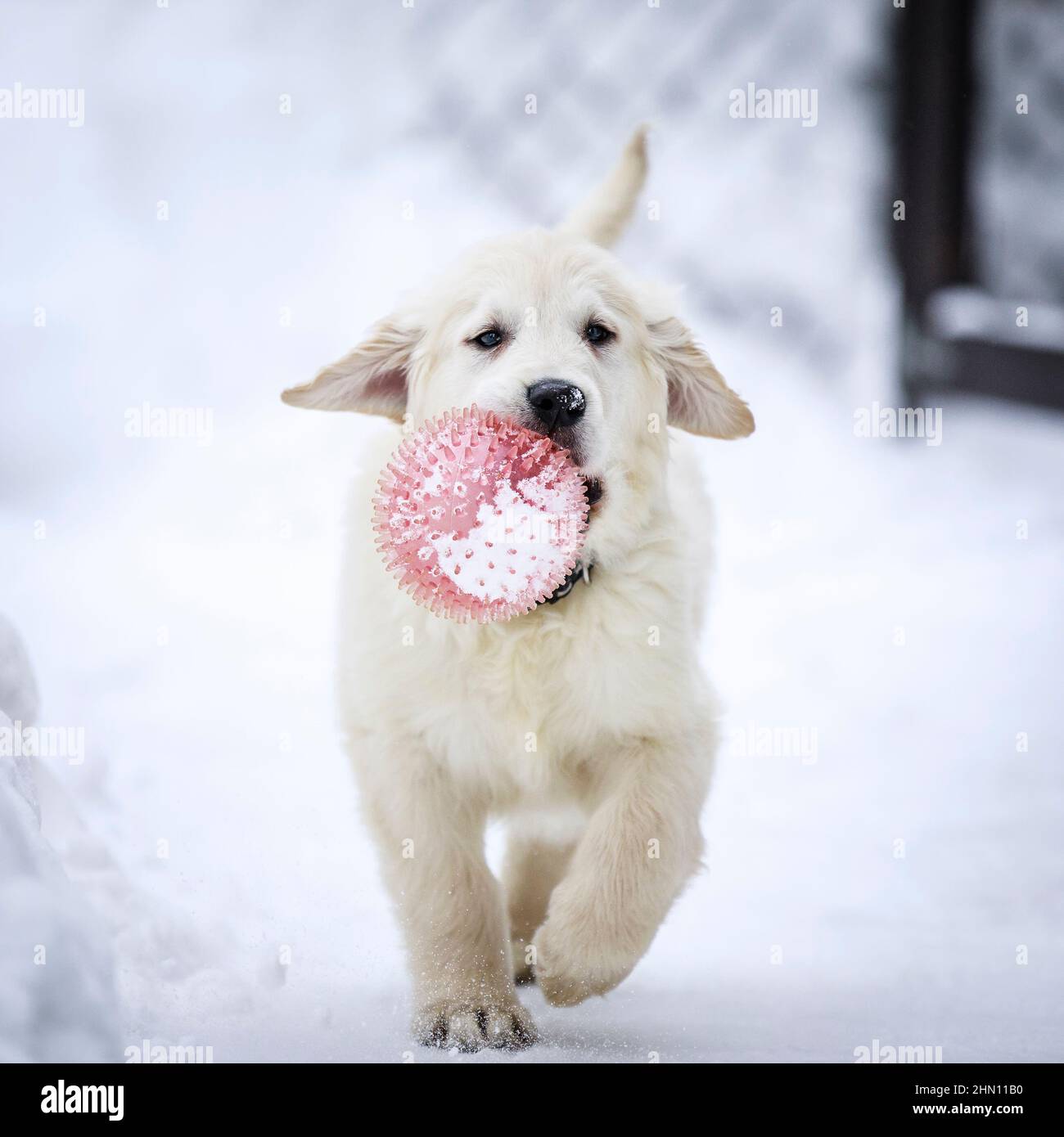 An English Cream Golden Retriever puppy with his pink ball. Stock Photo