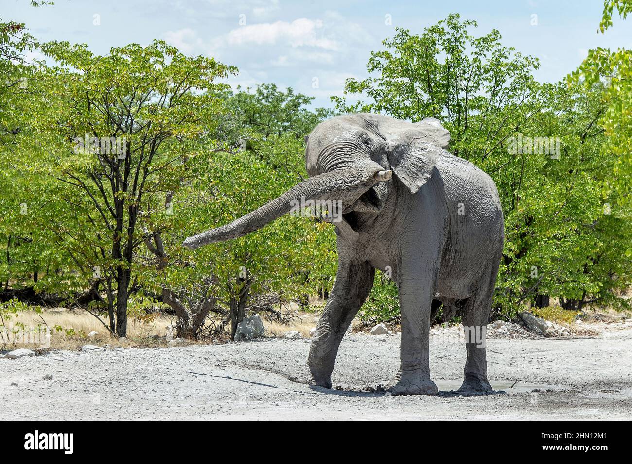 Elephant swinging his trunk and waggling shaking his head in warning. Stock Photo