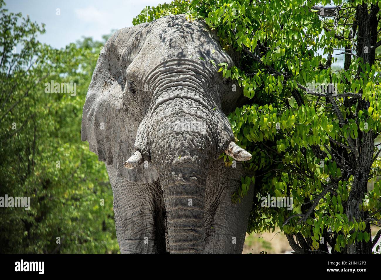 Elephant hiding behind tree hires stock photography and images Alamy