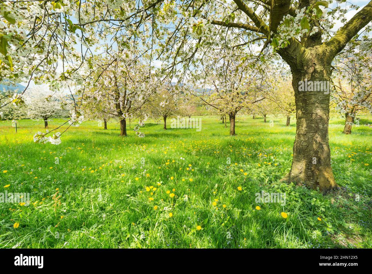 Orchard meadows hi-res stock photography and images - Alamy