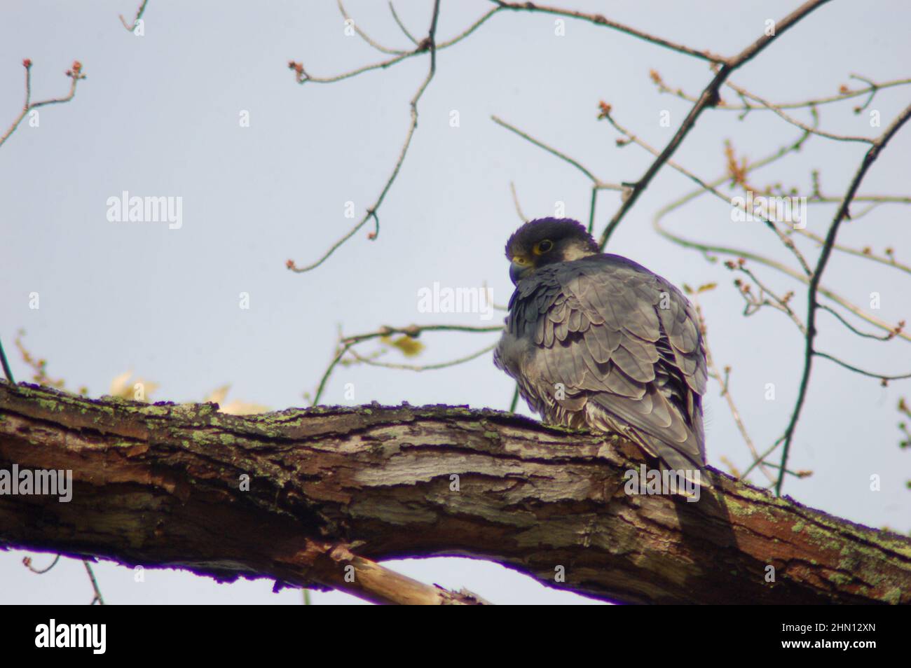 Peregrine Falcon perched at a tree along the Chemung River Stock Photo