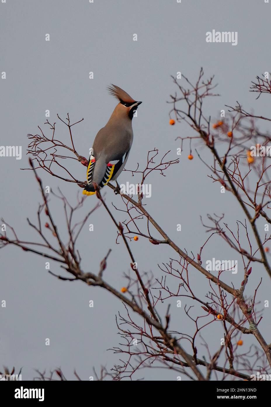 Waxwing (Bombycilla garrulus), feeding on golden-fruited Rowan, Dumfries, SW Scotland Stock Photo