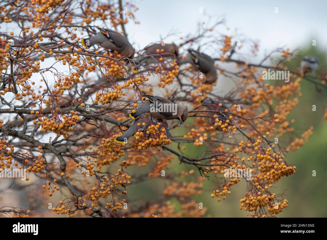 Waxwing (Bombycilla garrulus), feeding on golden-fruited Rowan, Dumfries, SW Scotland Stock Photo