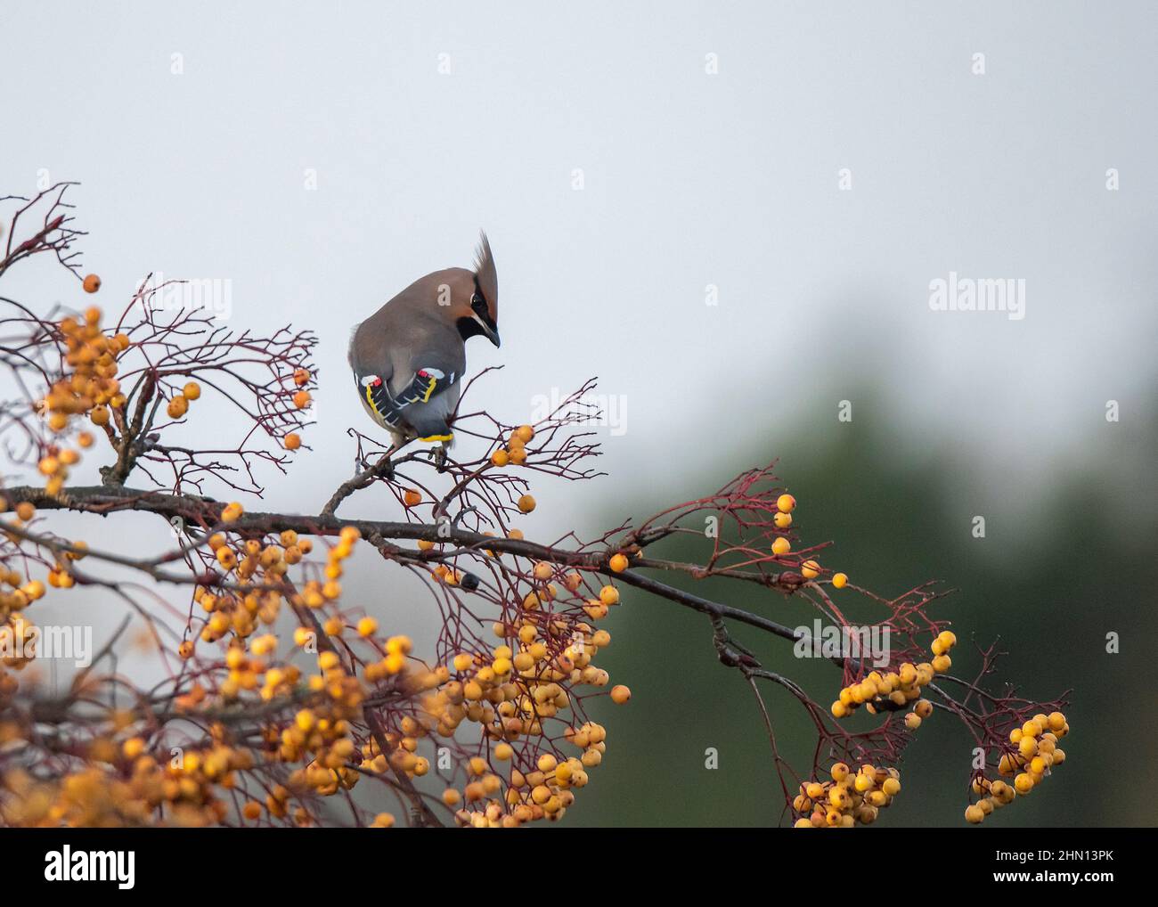 Waxwing (Bombycilla garrulus), feeding on golden-fruited Rowan, Dumfries, SW Scotland Stock Photo