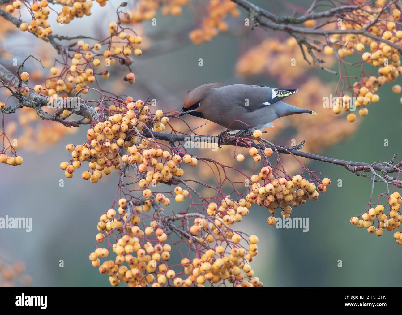 Waxwing (Bombycilla garrulus), feeding on golden-fruited Rowan, Dumfries, SW Scotland Stock Photo