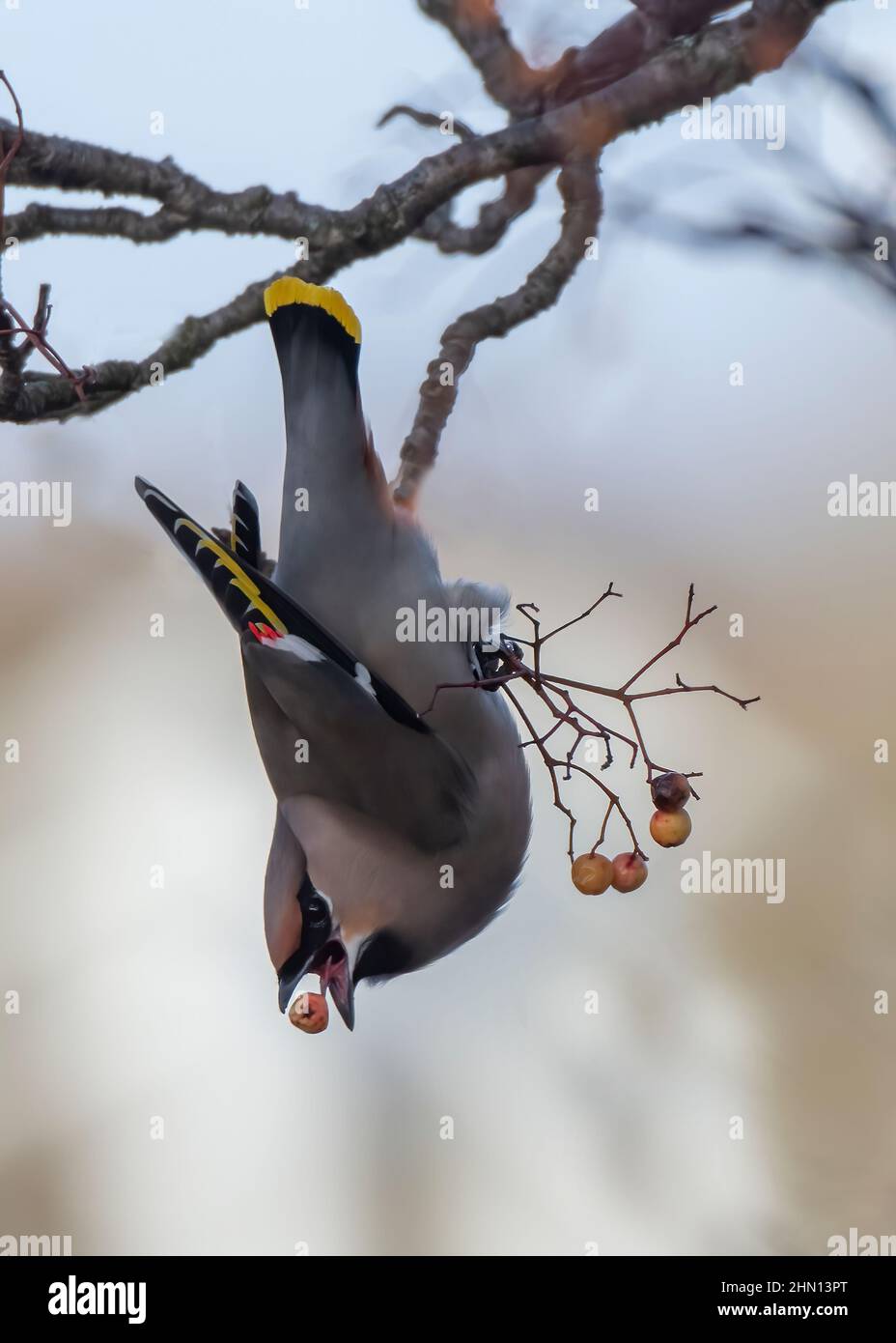 Waxwing (Bombycilla garrulus), feeding on golden-fruited Rowan, Dumfries, SW Scotland Stock Photo