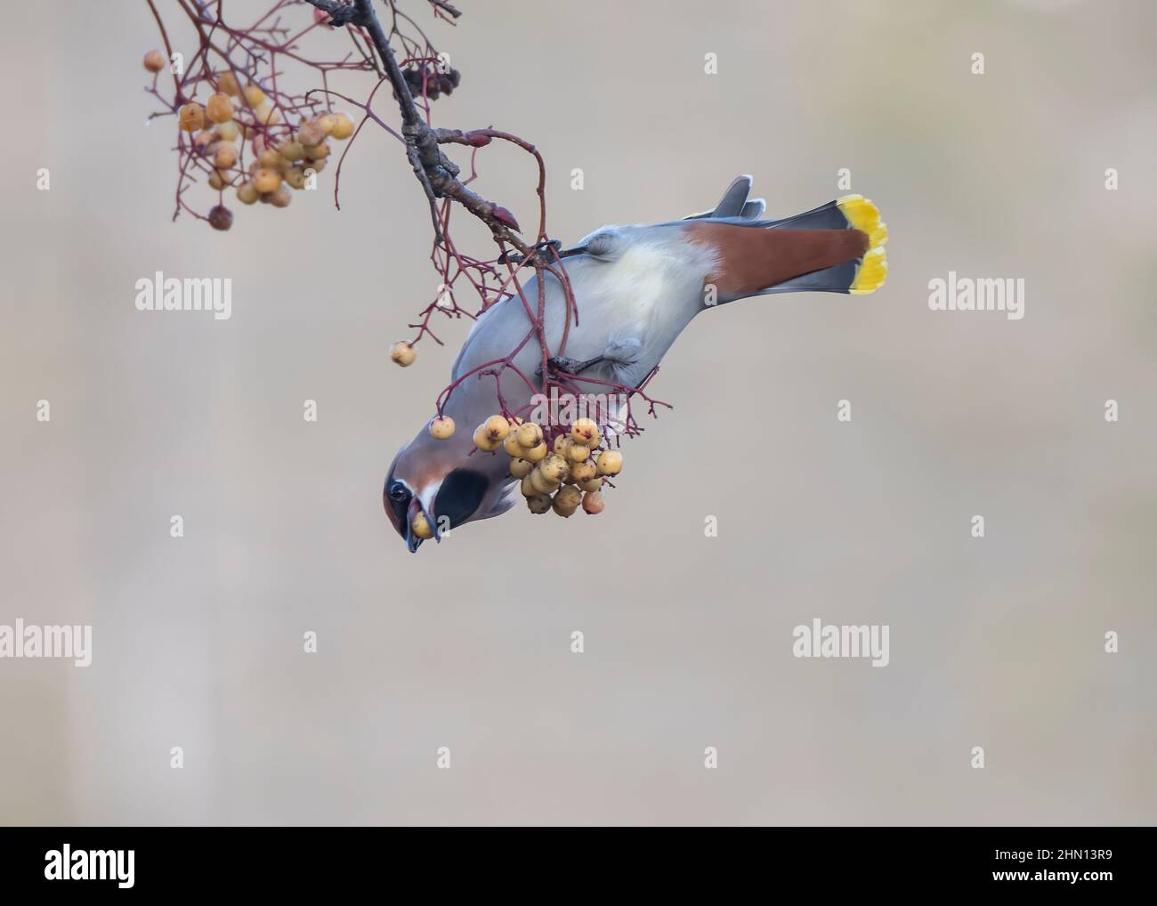 Waxwing (Bombycilla garrulus), feeding on golden-fruited Rowan, Dumfries, SW Scotland Stock Photo