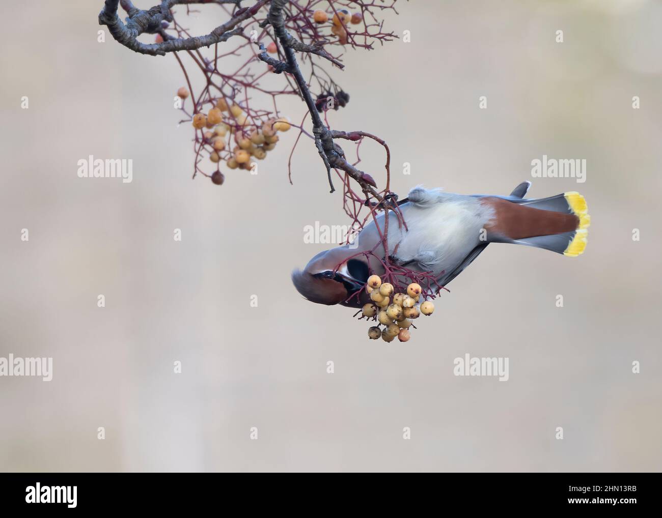 Waxwing (Bombycilla garrulus), feeding on golden-fruited Rowan, Dumfries, SW Scotland Stock Photo