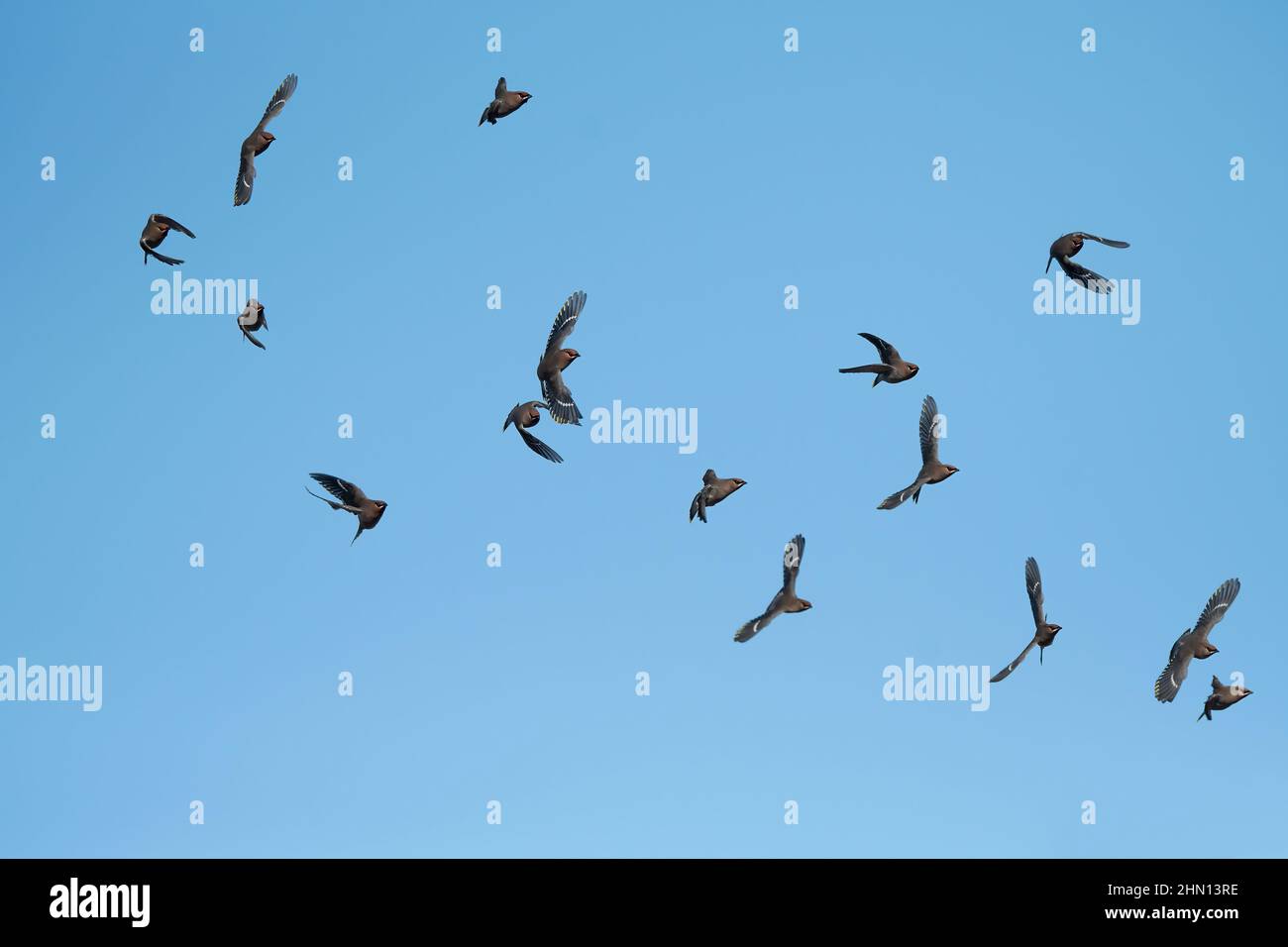 Waxwing (Bombycilla garrulus), in flight, Dumfries, SW Scotland Stock Photo