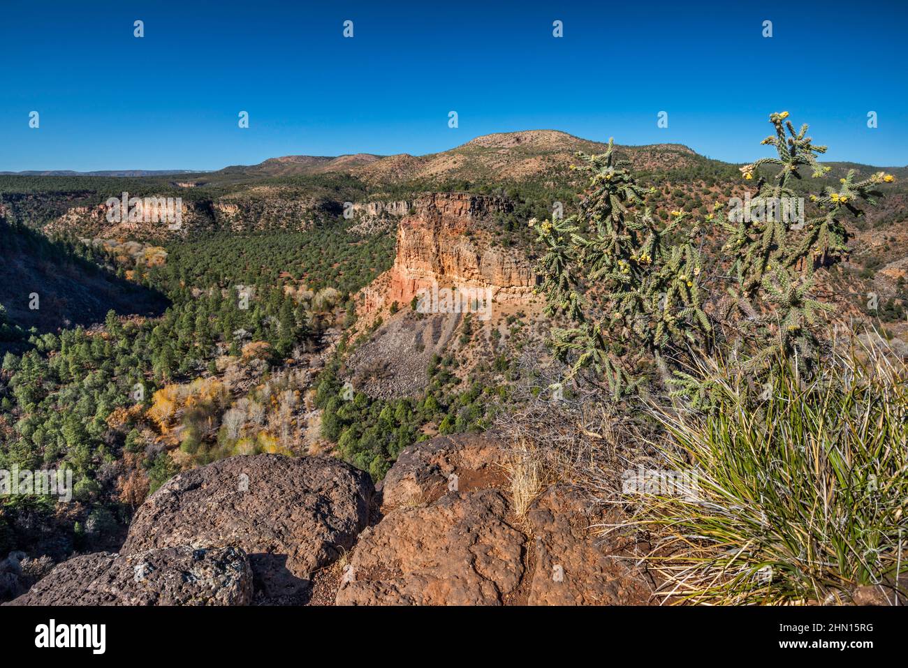 Buckhorn cholla cactus over Corduroy Creek Canyon, US Route 60, Fort