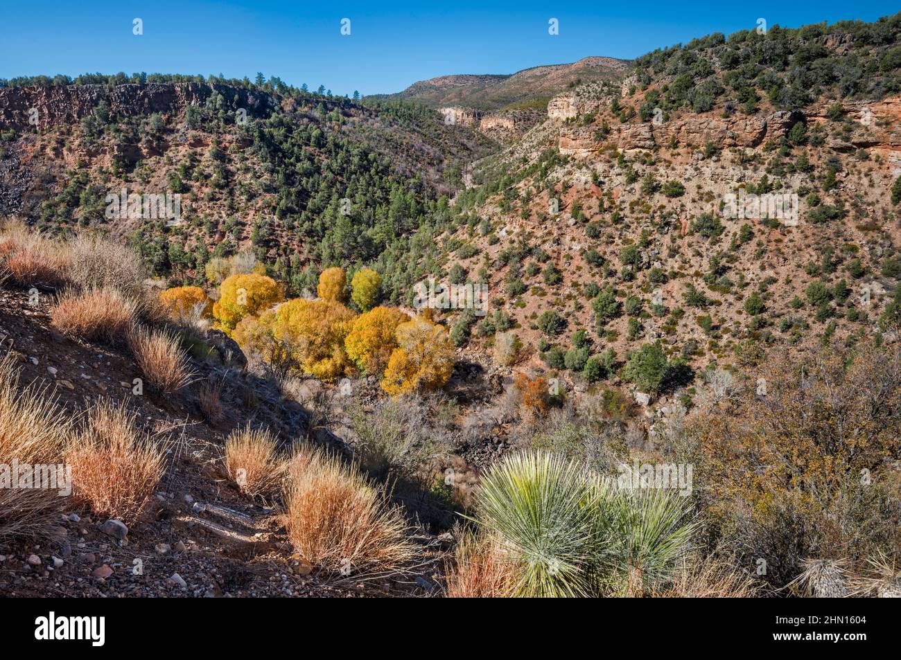 Bunch grasses over riparian corridor inside Corduroy Creek Canyon, US Route 60, Fort Apache Indian Reservation, near Carrizo Junction, Arizona, USA Stock Photo