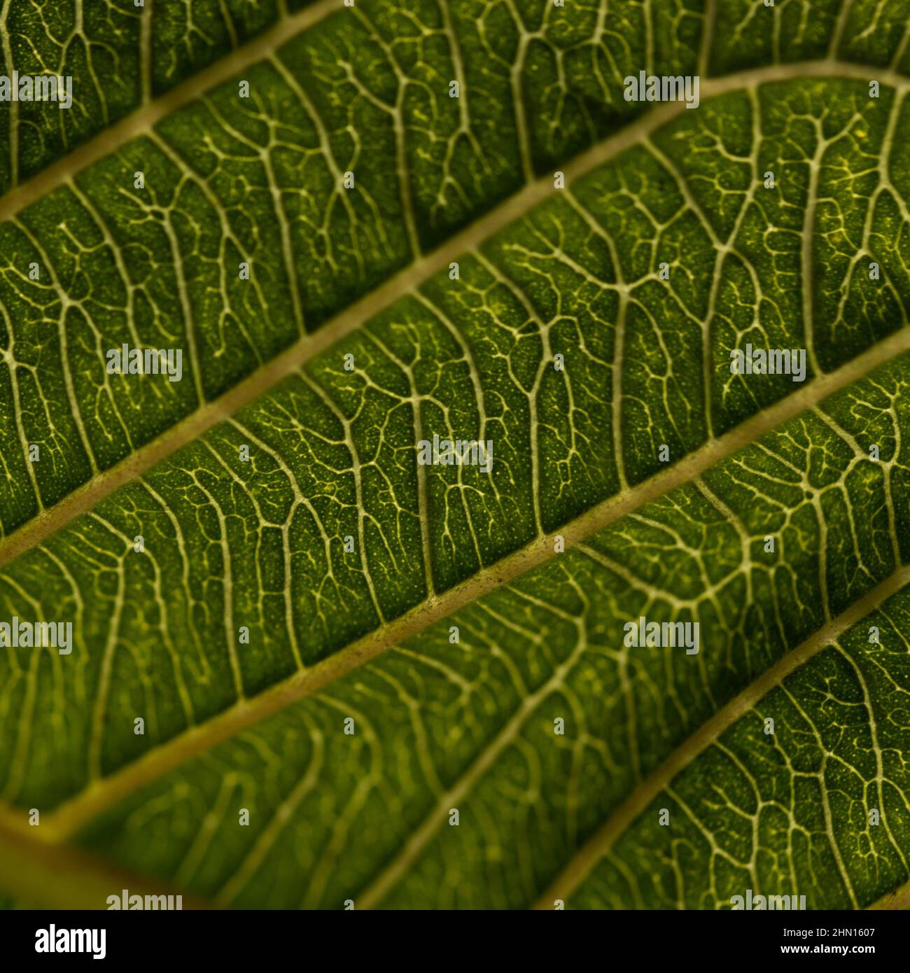 Abstract close up macro image of a green leaf showing veins in a ...