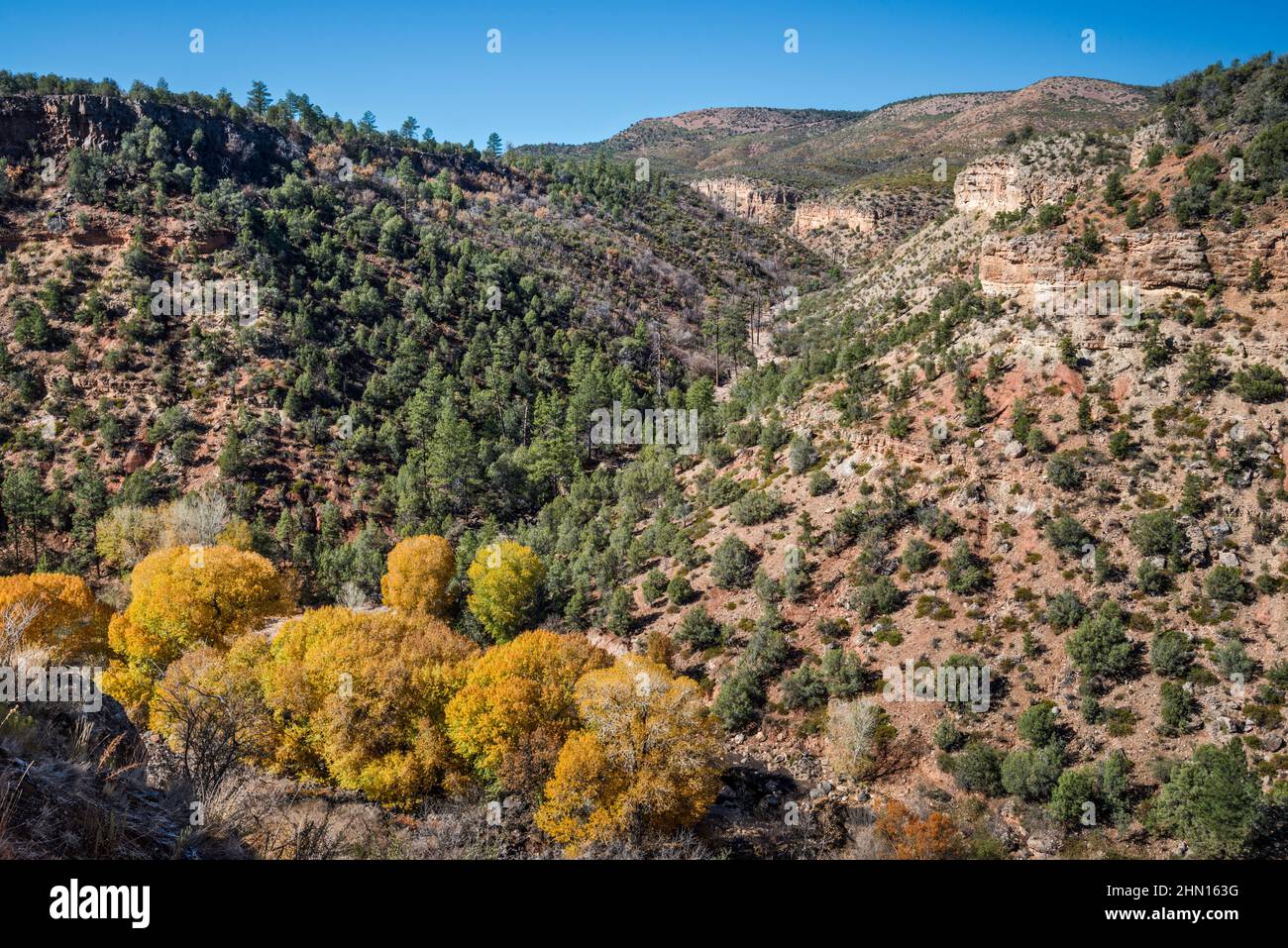Trees in fall foliage at riparian corridor inside Corduroy Creek Canyon