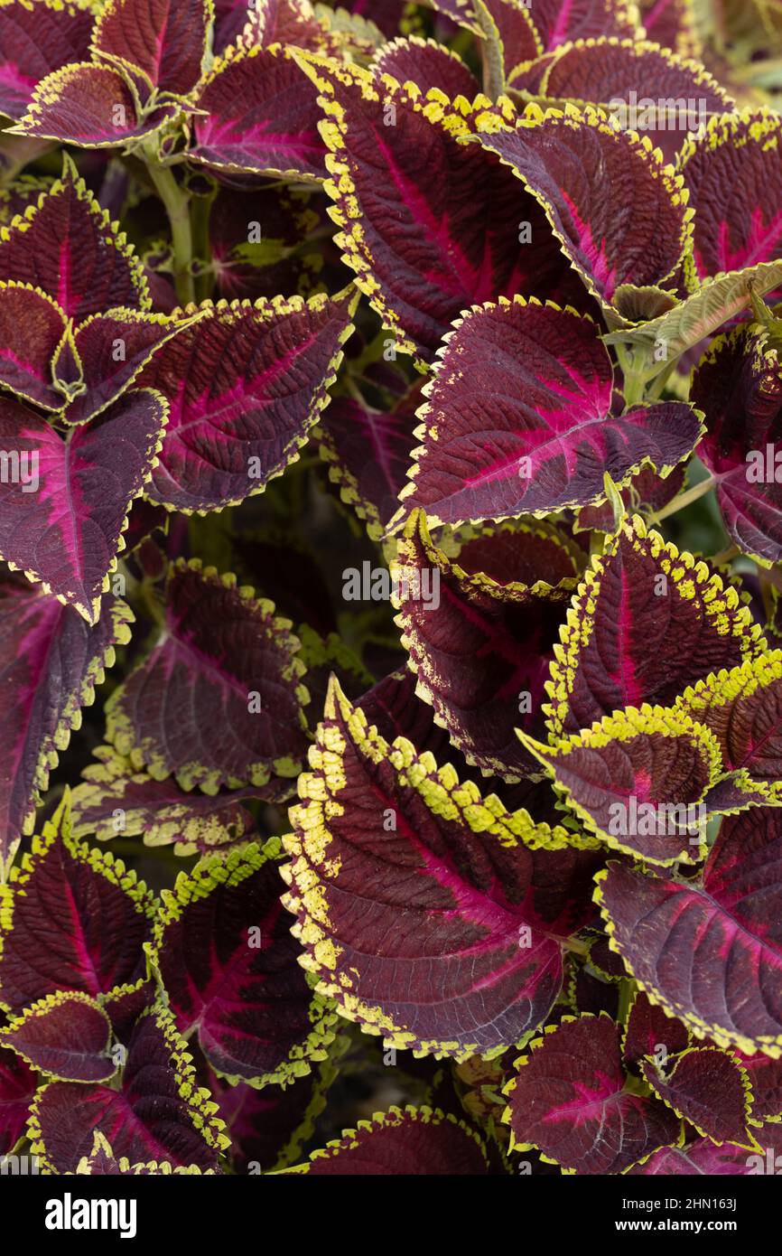 Abstract image of Leaves with bright colors and beautiful pattern and shapes Stock Photo