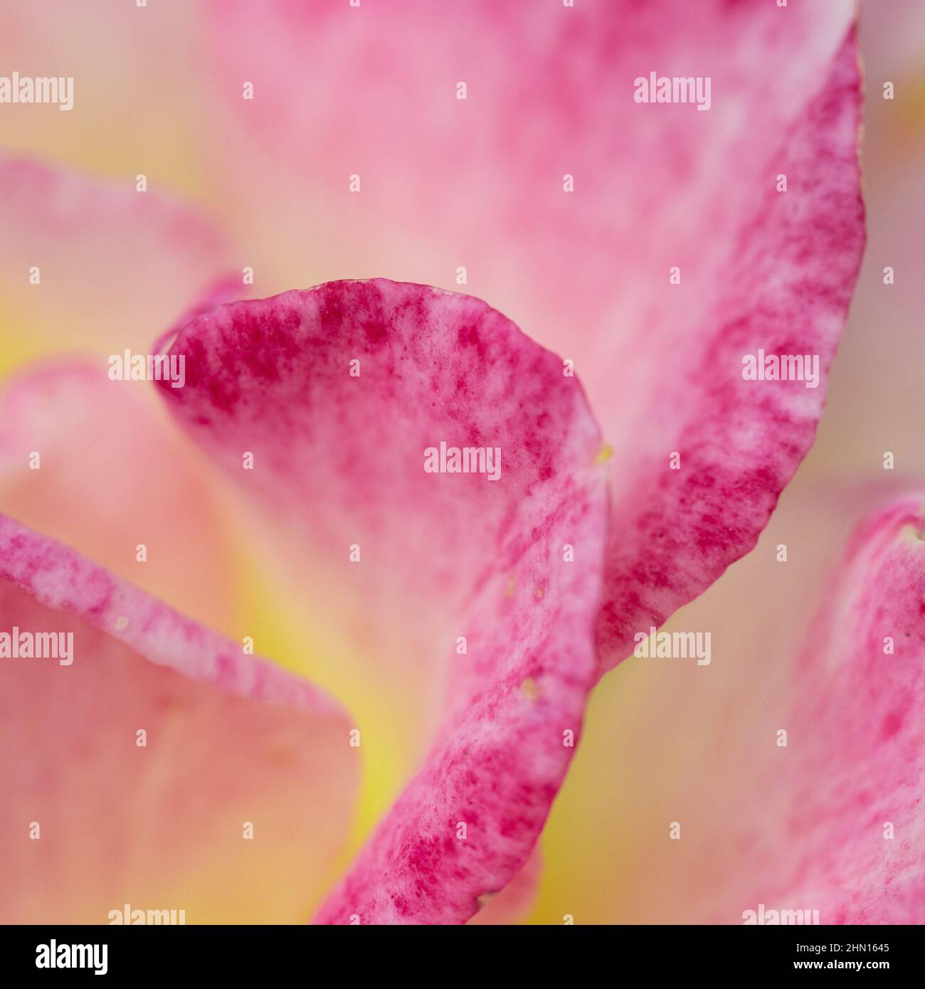 Close up of an pink rose flower with petals blooming as a texture and background Stock Photo
